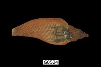 藏品(閃電渦螺)的圖片